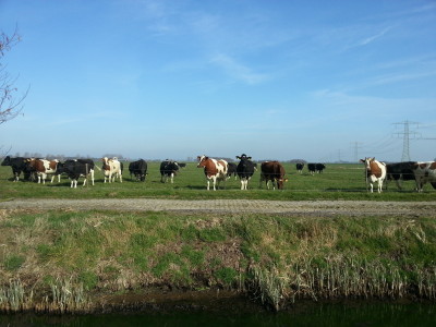 De dames van melkveebedrijf Louwsmar lopen weer buiten